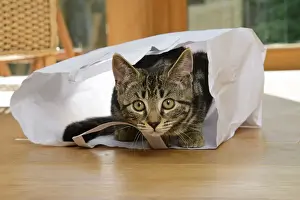 CAT. Tabby kitten 17 weeks old, laying in a paper carrier bag