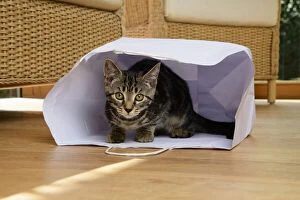 CAT. Tabby kitten 17 weeks old, laying in a paper carrier bag. Date: 18-03-2019