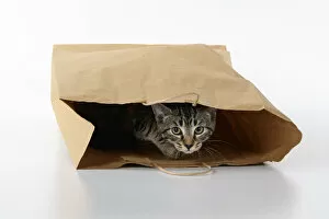 CAT. Tabby kitten 18 weeks old in a brown carrier bag, studio Date: 18-03-2019
