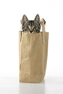 CAT. Tabby kitten 18 weeks old in a brown carrier bag, head out od top, studio