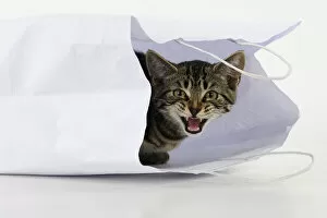 CAT. Tabby kitten 18 weeks old in a white carrier bag, studio Date: 18-03-2019