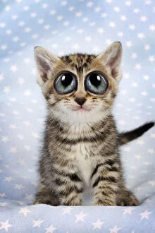 Cat. Tabby Kitten (6 weeks old) with big eyes