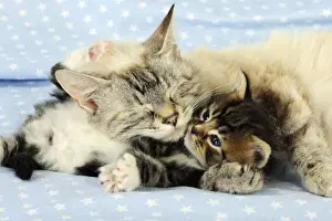 Cuddling Prints: Cat. Tabby Kitten (6 weeks old) laying on mother cat on star background