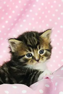 Cat. Tabby Kitten (6 weeks old) on pink background