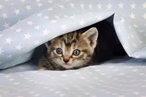 Cat. Tabby Kitten (6 weeks old) on star background