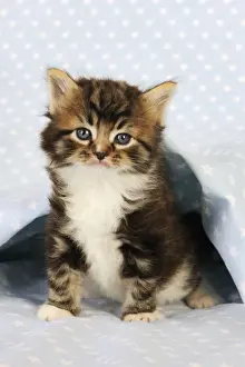 Kitten Prints: Cat. Tabby Kitten (6 weeks old) on star background