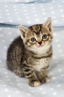 Cat. Tabby Kitten (6 weeks old) on star background