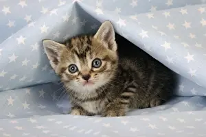 Cat. Tabby Kitten (6 weeks old) on star background