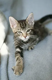 Cat Tabby Kitten
