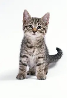 Cat Tabby Kitten