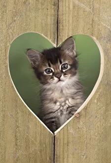Images Dated 28th April 2016: Cat Tabby kitten about 7 weeks old in heart shape wood