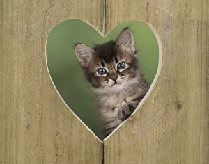 Images Dated 28th April 2016: Cat Tabby kitten about 7 weeks old in heart shape wood