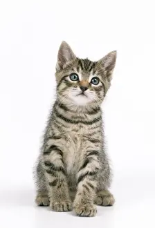 Cat - Tabby Kitten