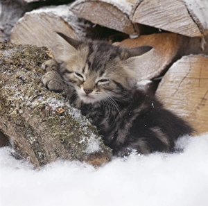 Tabby Cat - kitten on snow covered logs