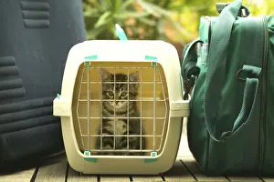 Travel Basket Prints: CAT - Tabby Kitten in cat basket