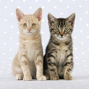 kittenです s-l400.jpg