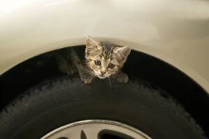 Cat - Tabby kitten crouched on car wheel