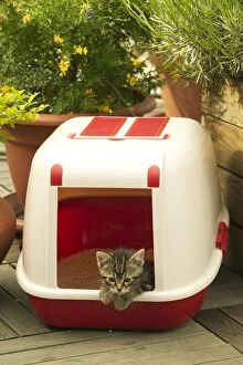 CAT - Tabby Kitten in enclosed litter tray
