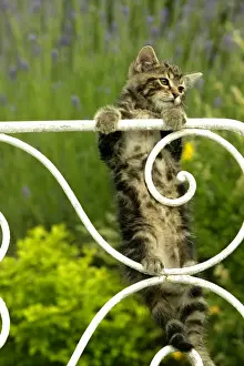 Cat - Tabby kitten hanging onto gate