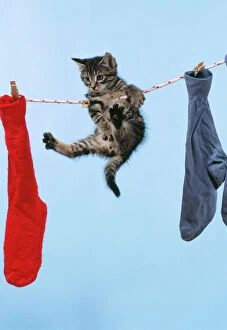 CAT - Tabby kitten hanging from washing line