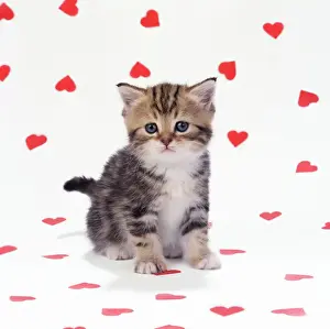 Love Prints: Cat - Tabby Kitten on hearts background
