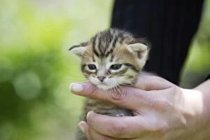 Cat - Tabby Kitten being held