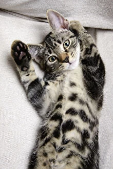 Images Dated 15th September 2021: CAT. Tabby kitten laying on its back with paws up