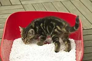 CAT - Tabby Kitten in litter tray
