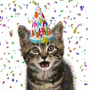 Celebrations Collection: CAT. Tabby kitten, looking at camera, mouth open, wearing a birthday party hat with confetti
