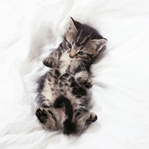 Cat - rolling on back