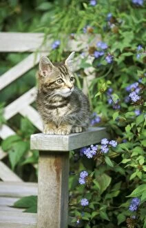 CAT - Tabby kitten lying on bench with blue flowers
