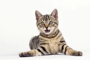 CAT - Tabby kitten, lying, miaowing