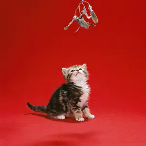 Mistletoe Prints: Cat - tabby kitten under mistletoe