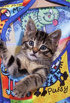 Cat - Tabby Kitten in Peg Bag