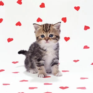 Cat - Tabby Kitten on pink hearts background