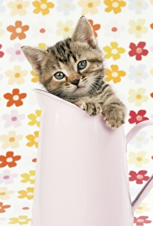 CAT - Tabby kitten in pink jug