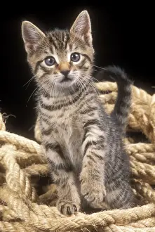 Cat Tabby Kitten in rope