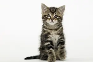 Cat - Tabby kitten sitting
