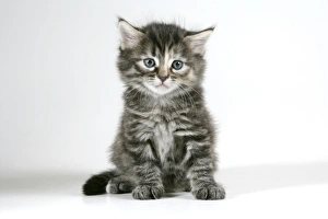 Cat - Tabby kitten sitting down
