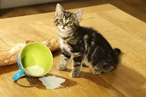 In Kitchen Prints: CAT - Tabby Kitten sitting by split mug of milk