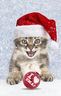 Images Dated 28th April 2016: Cat Tabby kitten in snow wearing Christmas hat about 7 w
