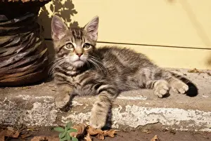Worried Prints: Cat Tabby Kitten on step