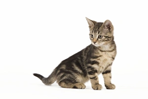 Images Dated 3rd June 2010: Cat - tabby kitten in studio