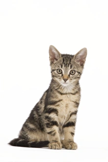 Images Dated 3rd June 2010: Cat - tabby kitten in studio