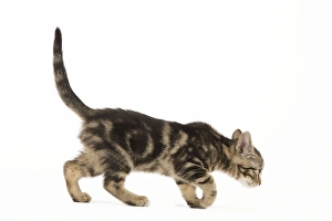 Images Dated 3rd June 2010: Cat - tabby kitten in studio