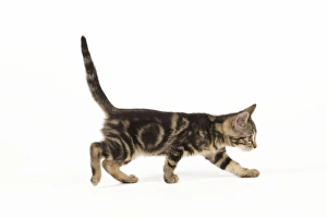 Images Dated 3rd June 2010: Cat - tabby kitten in studio