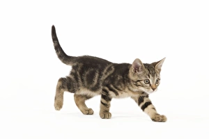 Images Dated 3rd June 2010: Cat - tabby kitten in studio