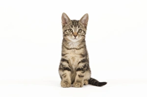 Images Dated 3rd June 2010: Cat - tabby kitten in studio
