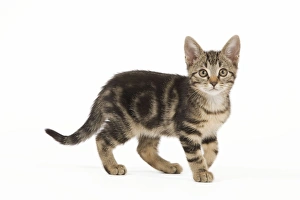 Images Dated 3rd June 2010: Cat - tabby kitten in studio