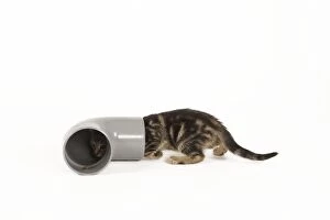 Images Dated 3rd June 2010: Cat - tabby kitten in studio investigating pipe